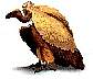 animals018.jpg